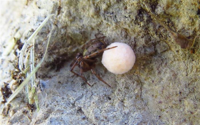 Theridiidae:  Enoplognatha cfr mandibularis  - Costa de Caparica (Portogallo)